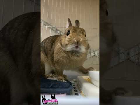 🐇お皿に前足を添えて「これ、私のご飯」