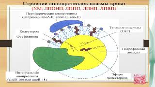 Биохимия урок 7 Обмен триацилглицеролов Биохимия урок 7 Обмен триацилглицеролов