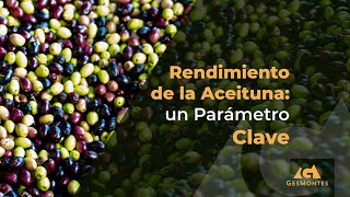 Rendimiento de la Aceituna