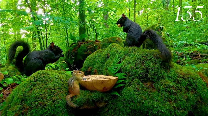 Watch the video about Relaxing Cat TV