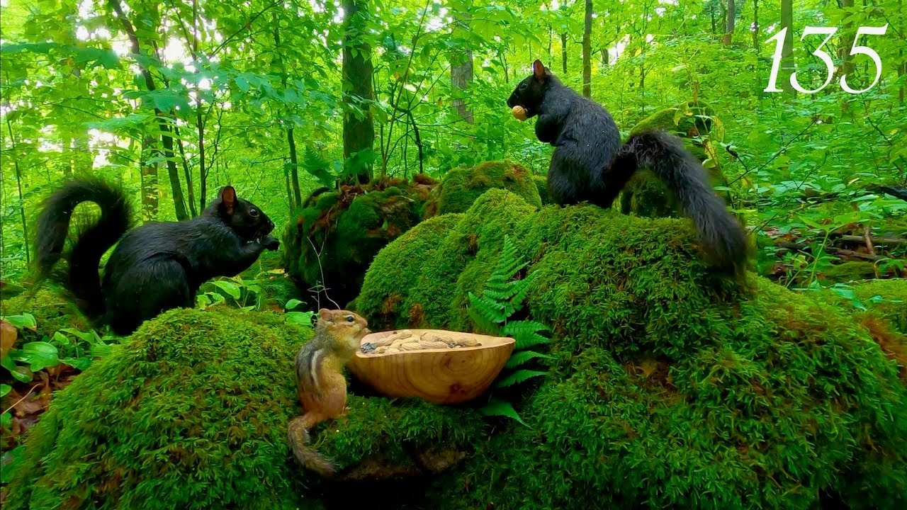 Relaxing Cat TV: Chipmunks & Squirrels in a Lush Green Forest (4K, 3 Hours) Ep. 135