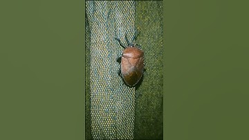 Brown marmorated stink bug #shorts #shortvideo #youtubeshorts #insect