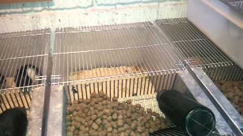 Ball Python Dealing with problem Feeders