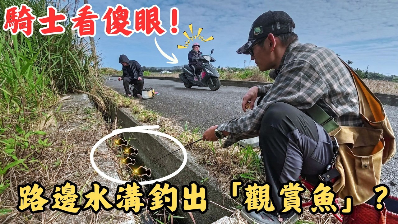 🔥騎士看傻眼！😱 在宜蘭路邊水溝釣魚？🎣 實測最狂排水溝竟有「觀賞魚」！🔥｜Maxcatch｜勇作｜永裕布希鞋｜微物釣｜#fishing #fishinglife #熱門