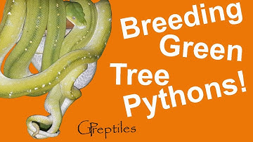 Trying to breed my Green Tree Pythons!