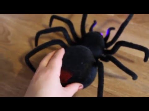 Video: Black Widow Spider Otrava U Koček