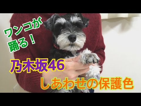 ワンコが【乃木坂46のしあわせの保護色】を踊ってみた！シュナウザーのベア
