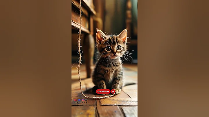 Watch the video about The Funniest Cat Compilation You’ll Ever See! #viralvideo #viralshort #catmeowing #kitten