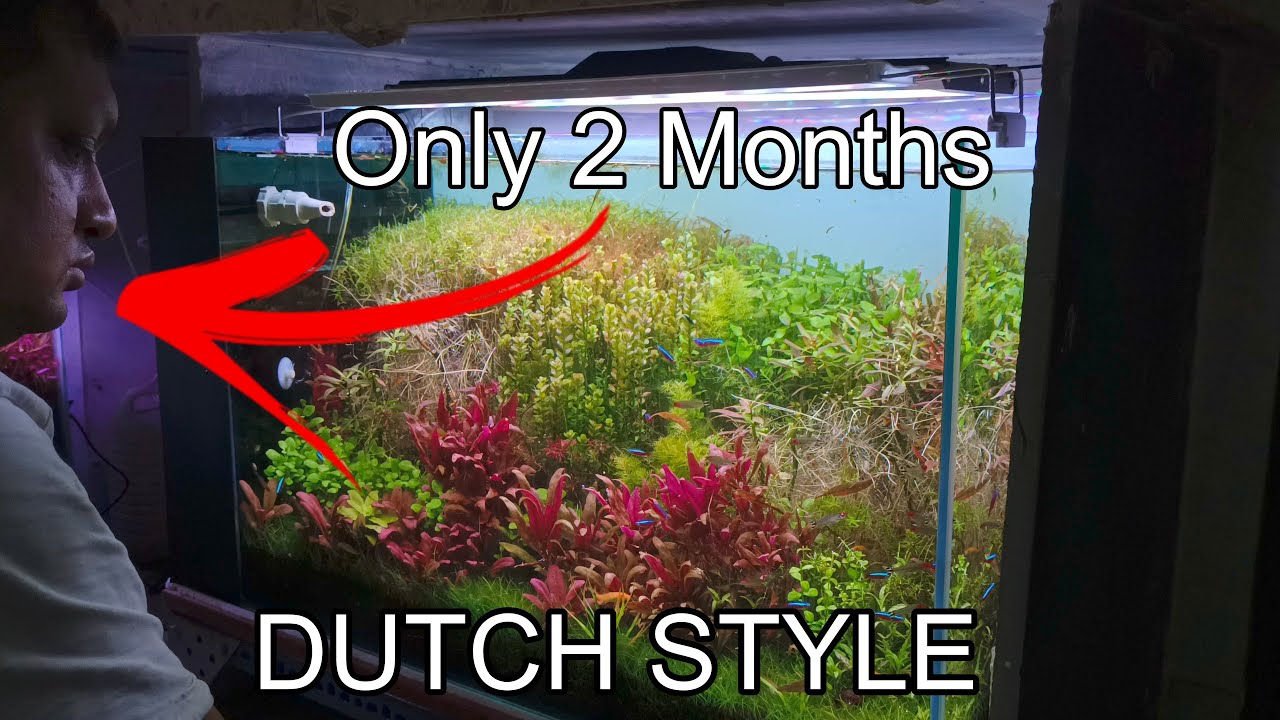 Maintenance on a 3ft DUTCH STYLE Aquascape | CINEMATIC | 4K - YouTube