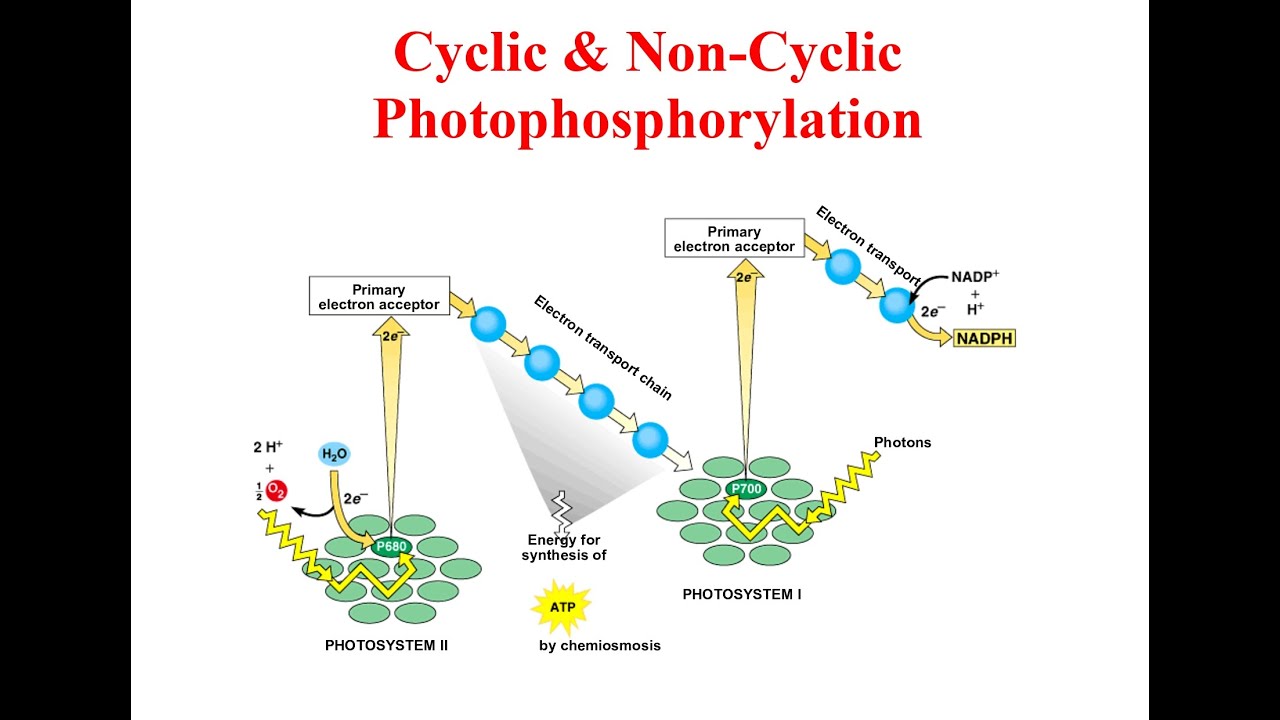 Cyclic & Non-Cyclic Photophosphorylation - YouTube