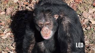 Chimpsgiving 2022 by Project Chimps 3,553 views 1 year ago 10 minutes, 14 seconds
