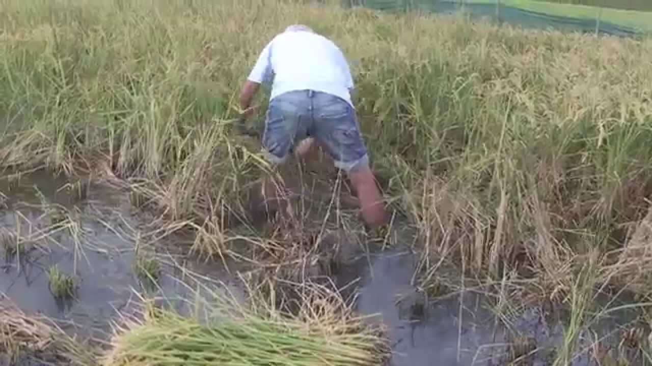Reserva Natural de Riet Vell | SEO/BirdLife. Sega de l'arròs