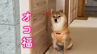 飼い主がもたもたするとあからさまに機嫌を損ねる柴犬が可愛い