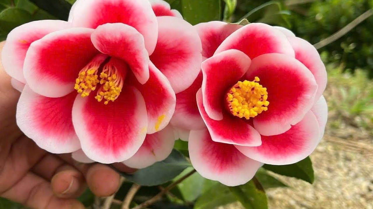 26/2-2026-lh-0338531359-bán hoa trà my & cây ăn quả  giá rẻ/ bao sip 