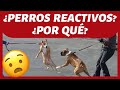 ¿Qué SON los PERROS REACTIVOS? 🤔 ► Tu PERRO puede NO SER AGRESIVO ❌  [DIFERENCIAS]