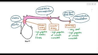 8-4 Arteries & Arterioles (Cambridge AS & A Level Biology, 9700)