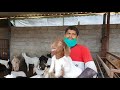 Goat Breeding Setup Of Poona Goat Farm | Boer Osmanabadi.