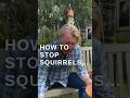 How To Stop Squirrels Eating My Bulbs #bulb #garden