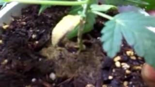CFL grow big marijuana wut not to do! Pt.4