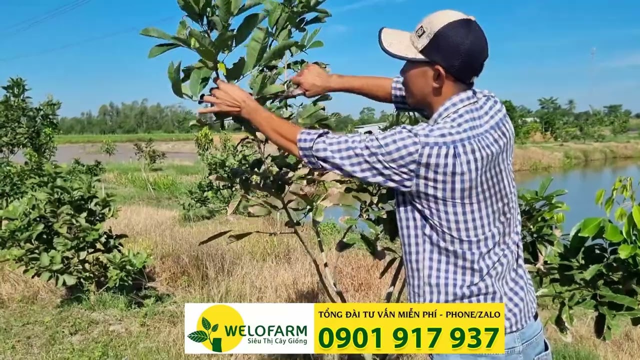 Chôm chôm Tiến Cường phát triển tốt trên đất phèn| SIÊU THỊ CÂY GIỐNG WELOFARM