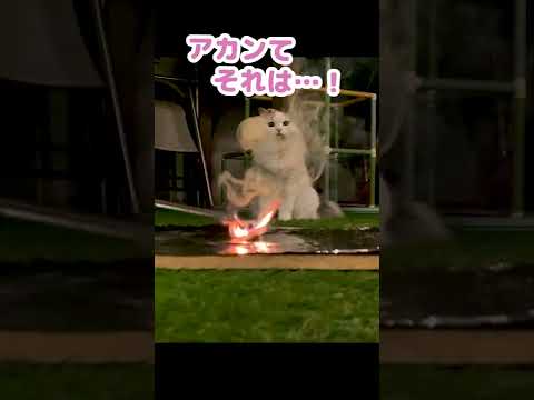 ヘビ花火をアレと間違える猫 #Shorts