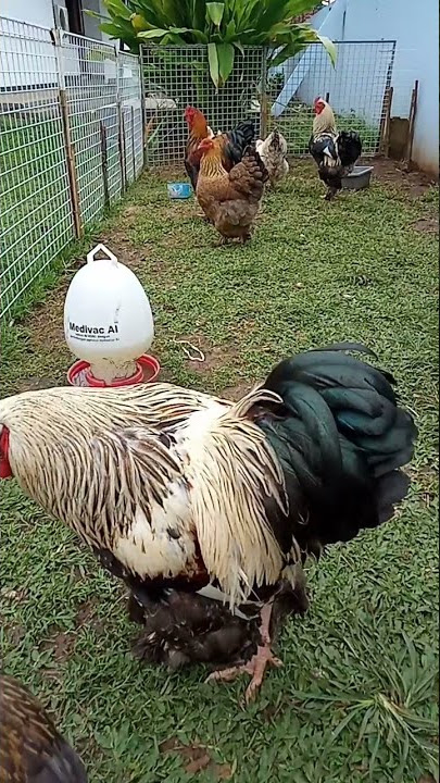 ayam big ayam besar ayam Brahma