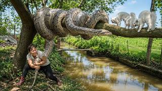 72 Hours of Terror: Giant Python Invades Farm and Threatens Cats! Profile