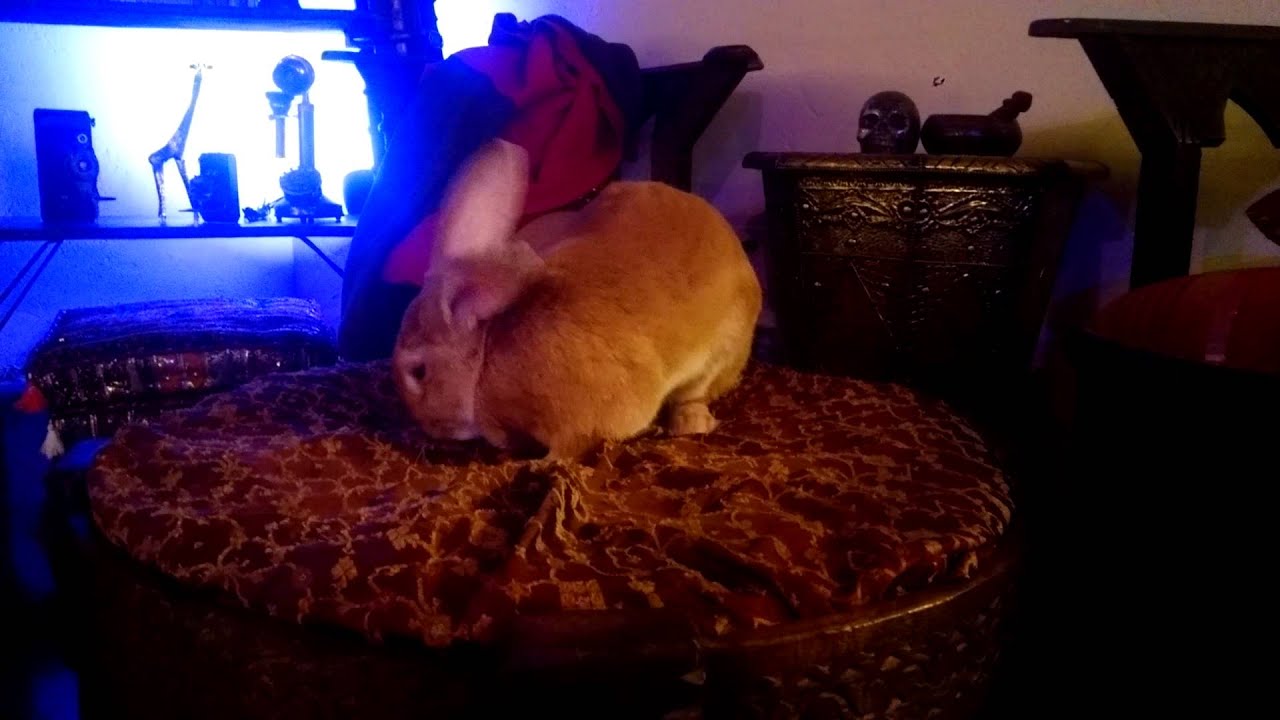 Sphynx Rabbit Sphynx and Flemish giant rabbit - YouTube