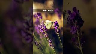 Download Lagu Puisi Baper: Ketulusan Akan Pergi Jika Tidak Dihargai 💔 #musikalisasipuisibaper #puisibaper MP3