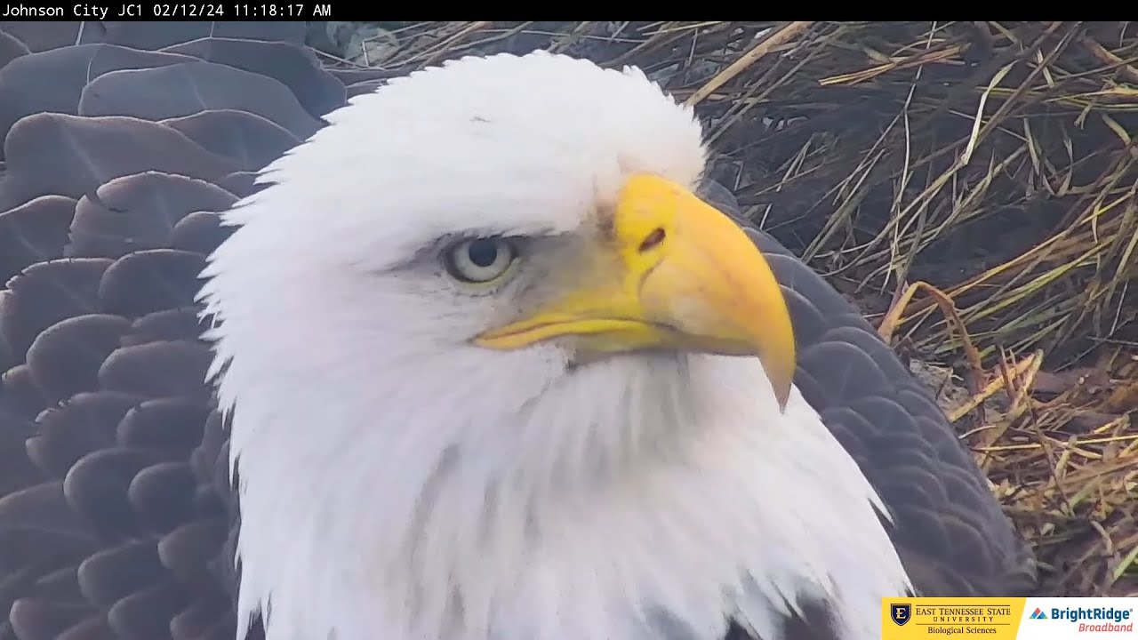 Jolene ETSU Eagle Cameras Johnson City Cam 1: ETSU Eagle Cameras - YouTube