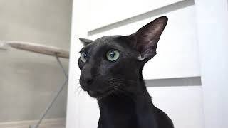 Black Oriental Shorthair Cat Sound 🐈 by Oriental Cats Rexton & Bella 5,959 views 2 years ago 1 minute, 2 seconds