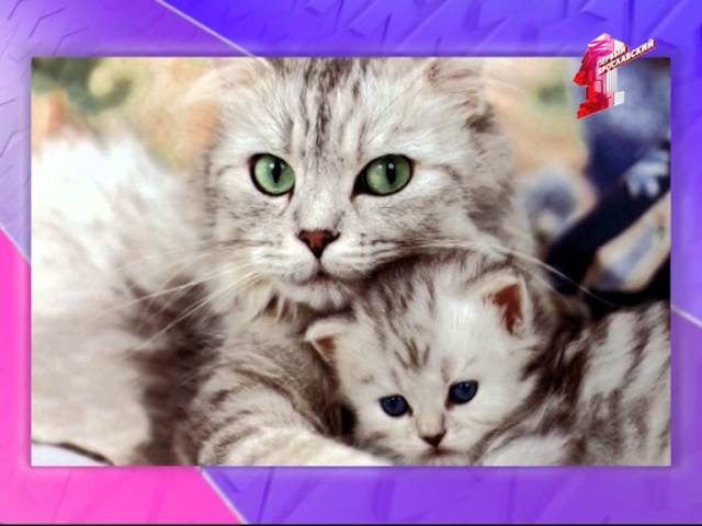 Вет совет. Стерилизация - плюсы и минусы