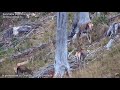 Boncănit / Carpathian stag Breeding season 12.10.2022