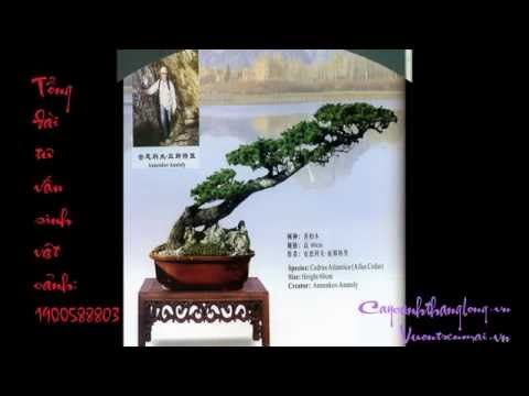 Video BONSAI VĂN NHÂN LÀM XÚC ĐỘNG MỌI TRÁI TIM- cây cảnh... - youtube