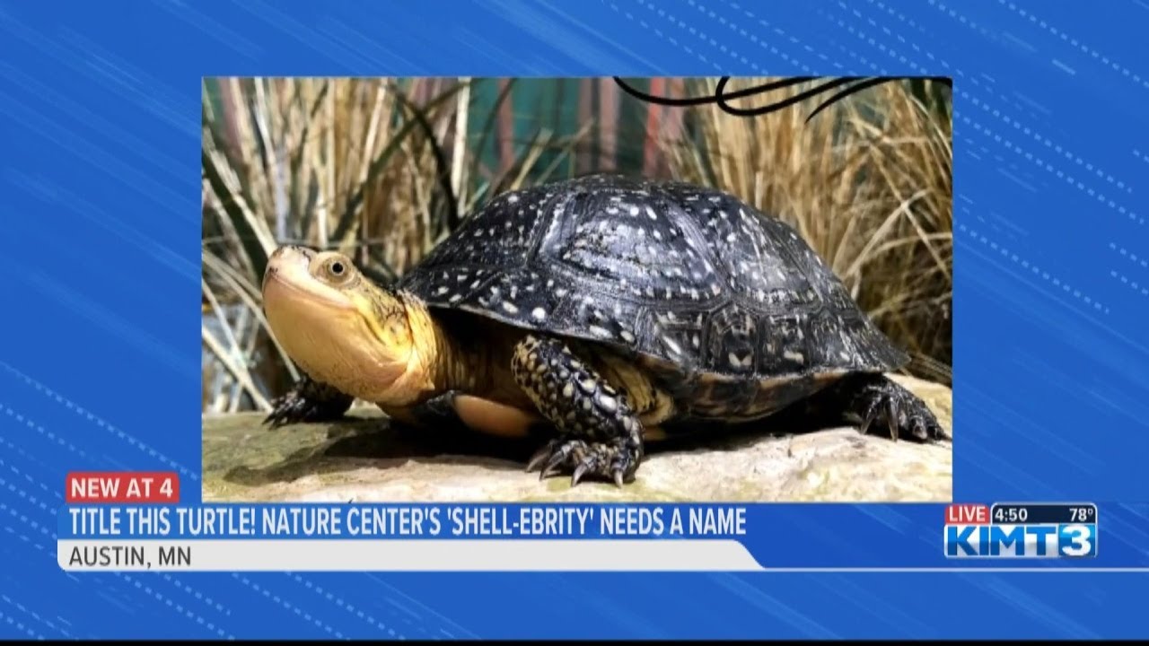 Jay C. Hormel Nature Center's 'shell-ebrity' turtle needs a new title!
