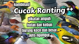 SUARA CUCAK RANTING KOMBINASI BURCIL UNTUK PIKATAN SEMUA BURUNG #pikatanburung #suarapikatburung