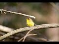 Bird Song - Warbler Songs for the early spring returning warblers