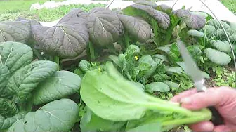 Garden Harvest  5 26 2025