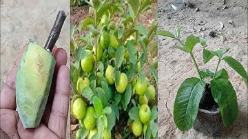 How to Grow Guava Tree Faster With banana & Aloe Vera