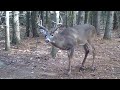 Creatures of the Forest - Trail Cam Fall 2020