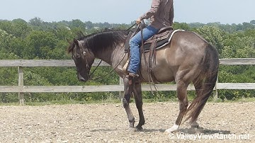 DD Skeeter Lena - easy jog, lope, stops, turns! - ValleyViewRanch.net