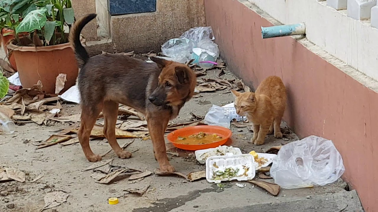 cleaver dog eat rice with cat _good dog_ YouTube