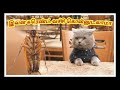 Animals funny mind voice 8   simple world