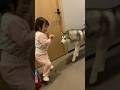 近づいては逃げるを繰り返す1歳児と付き合ってあげる優しいシベリアンハスキー #shorts