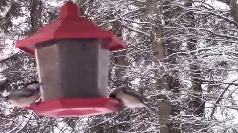 Audio Visual Catnip December 2015