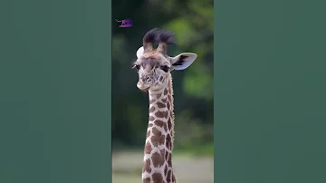 Сколько весит сердце жирафа? Читаем описание. #giraffe