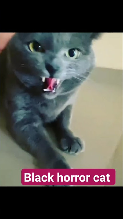 Horror cat sound||cat voice horror||black cat short #catsounds #cat#animals