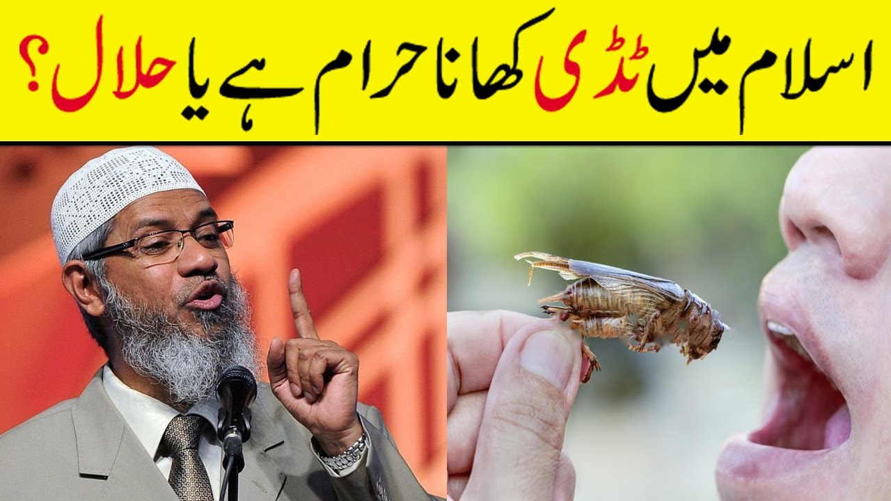 Are Locusts Halal Or Haraam In Islam? Dr Zakir Naik Latest 2022