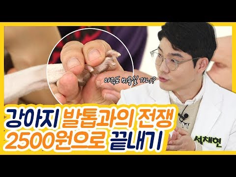 강아지 발톱과의 전쟁 2500원으로 끝내기 EP.04 [설채현의 설견지명]