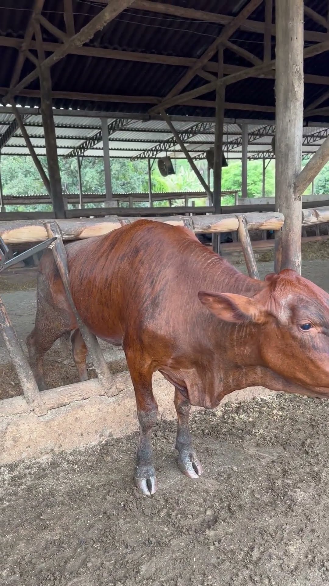 Cow Stuck in Fence Freed by Owner Using a Chainsaw